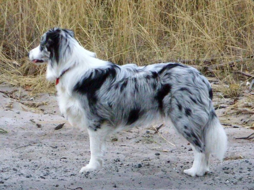 Border Collies Blue Merle