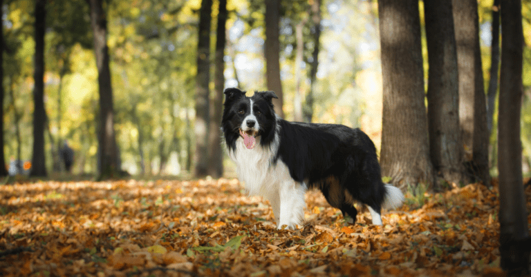 Border Collie Dog Names: 10 Secret Ways To Help You Pick The Perfect Name