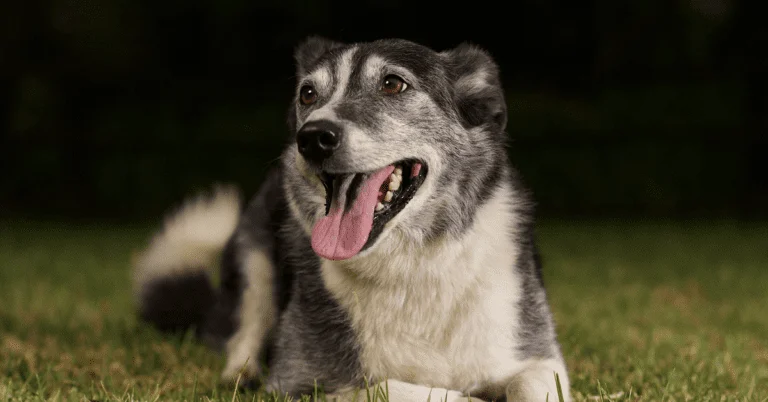 Border Collie Rescue