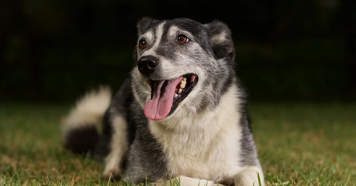 Border Collie Rescue