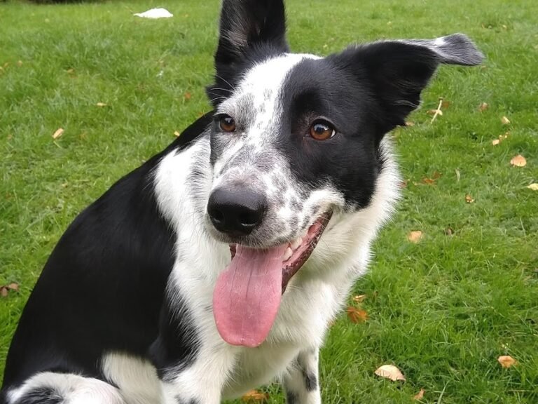 Border Collies Short Hair: 7 Fascinating Facts About You Need to Know