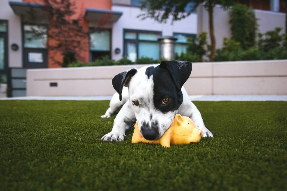 Best toys for Border Collies