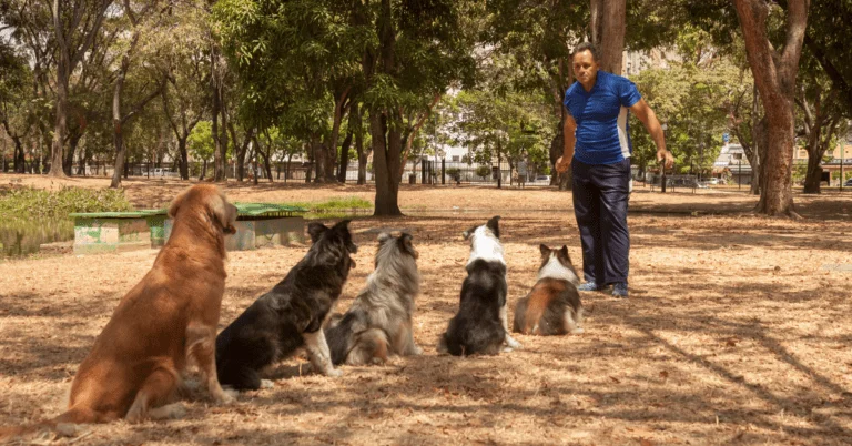 border collie breeder