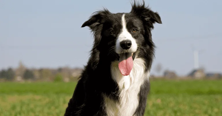 Border Collie Temperament