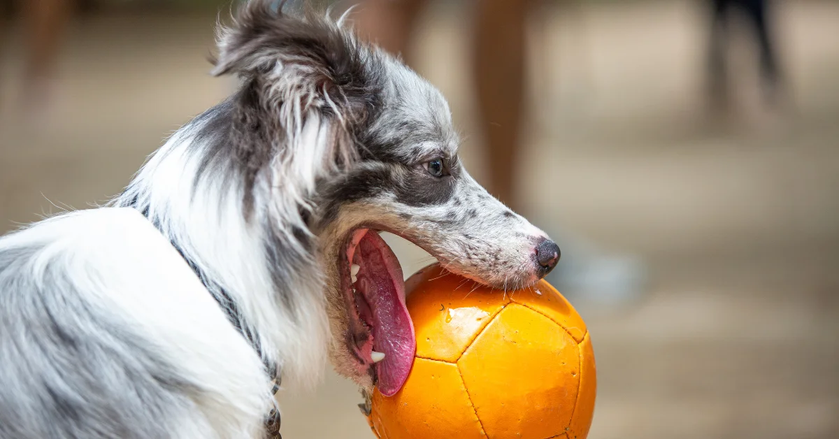 border collies merle