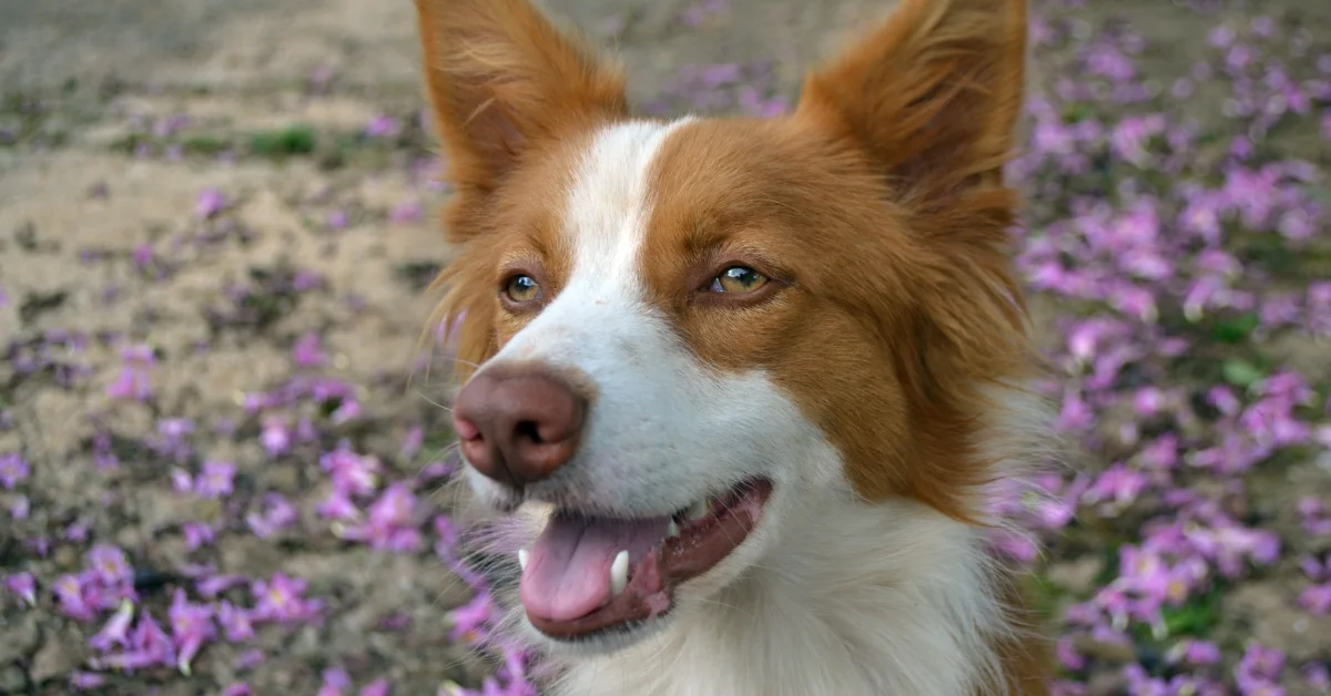 Border Collies Red