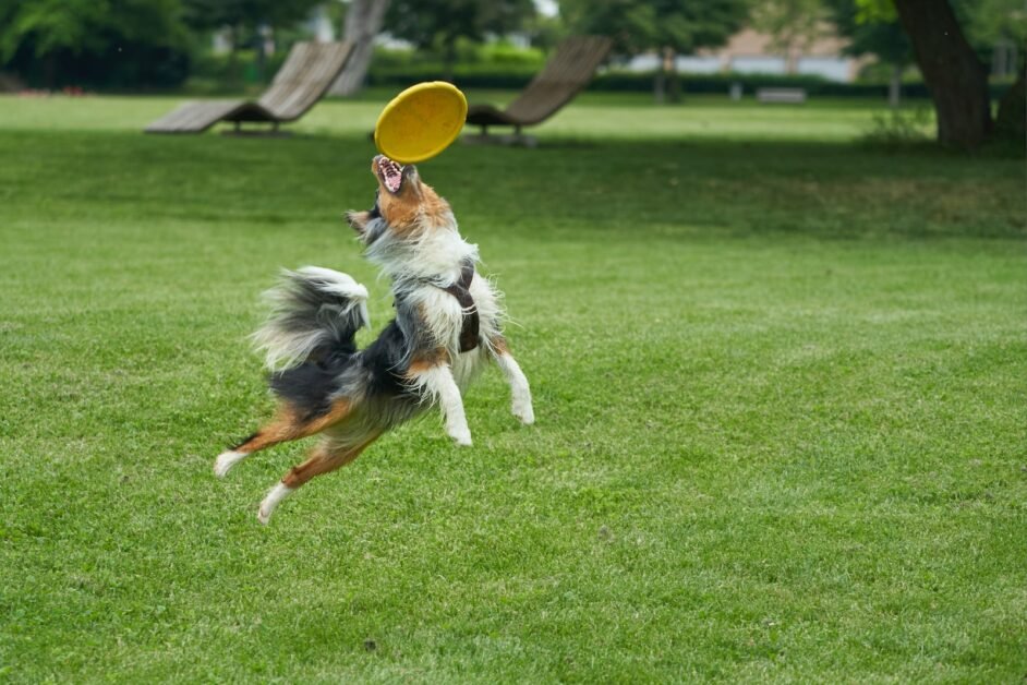 Best toys for Border Collies