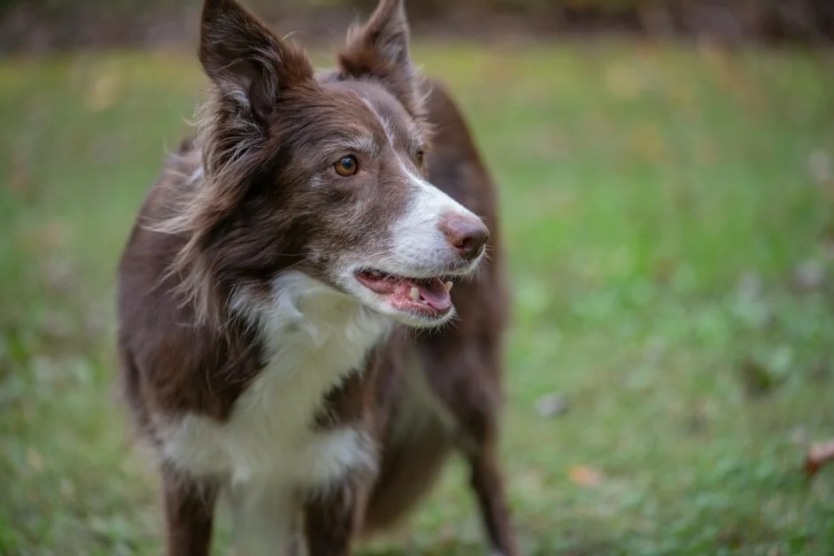 Border Collie Brown