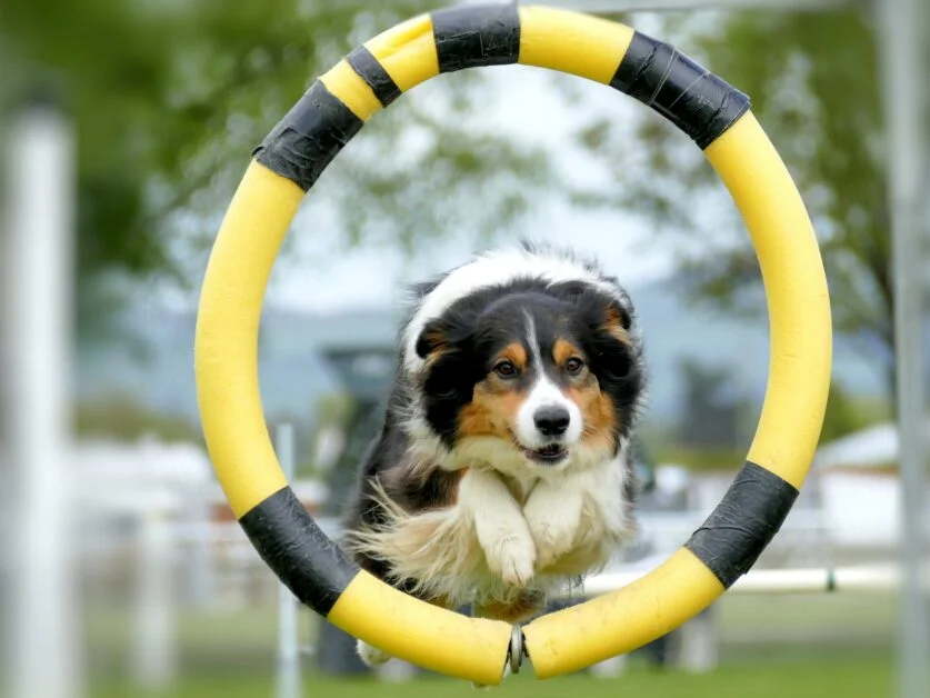 border collie training