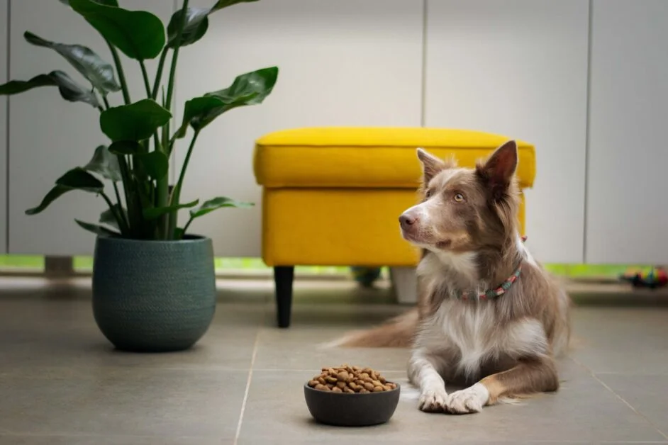 Best food for Border Collies