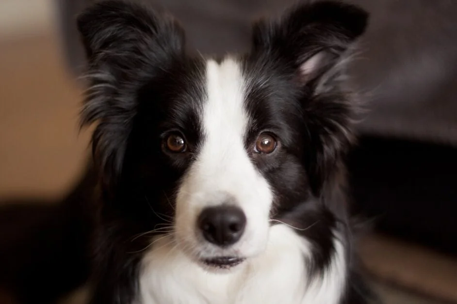 border collie behaviors