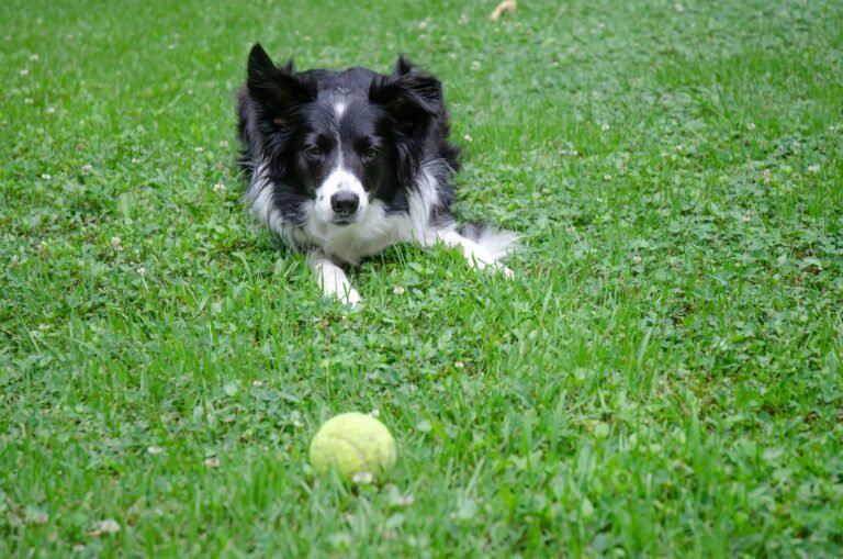 Border Collies: Top 6 Amazing Facts You Should Know