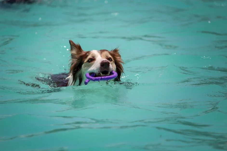 Best toys for Border Collies