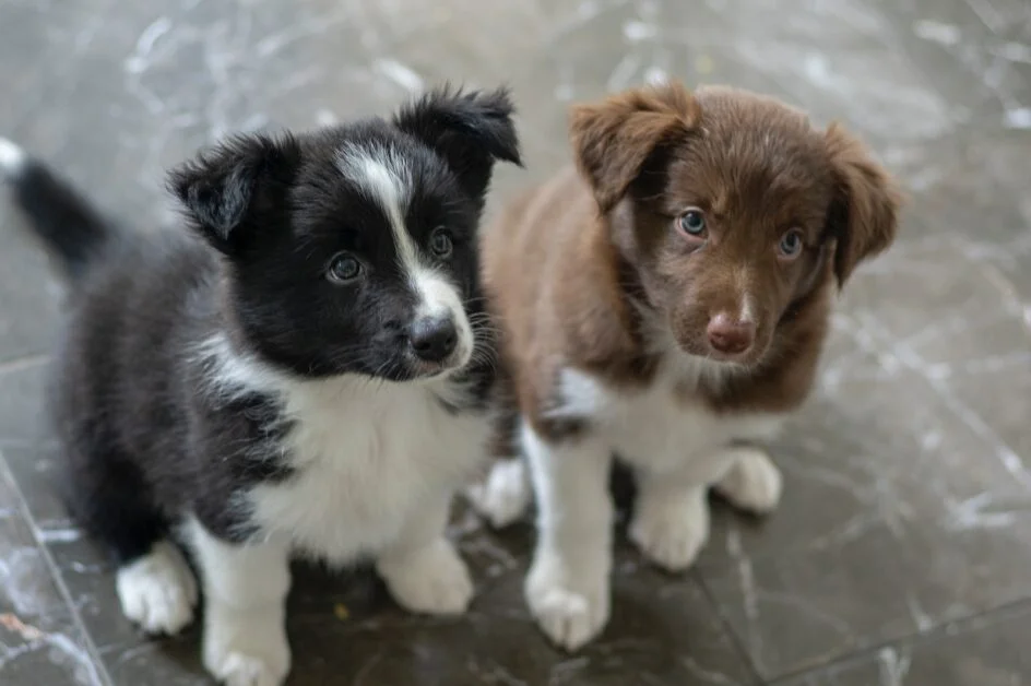how to potty train a stubborn puppy