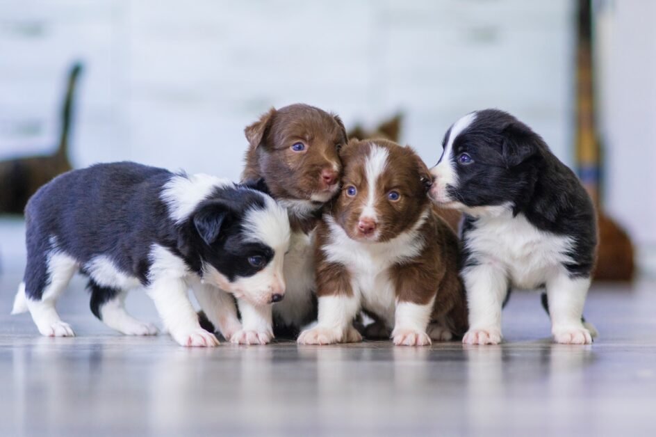 Border Collie Color Variations 10 Amazing Facts You Should Know 