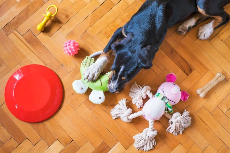 Best toys for Border Collies