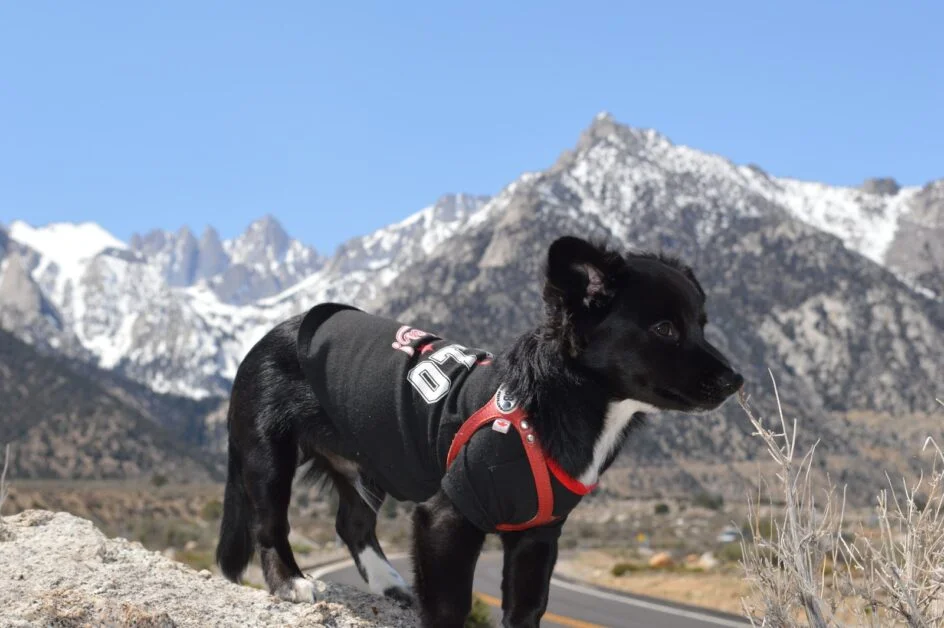Borador puppies