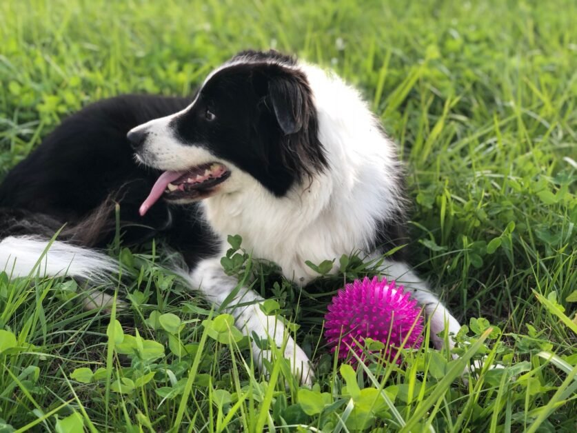 Border Collie Pros and Cons