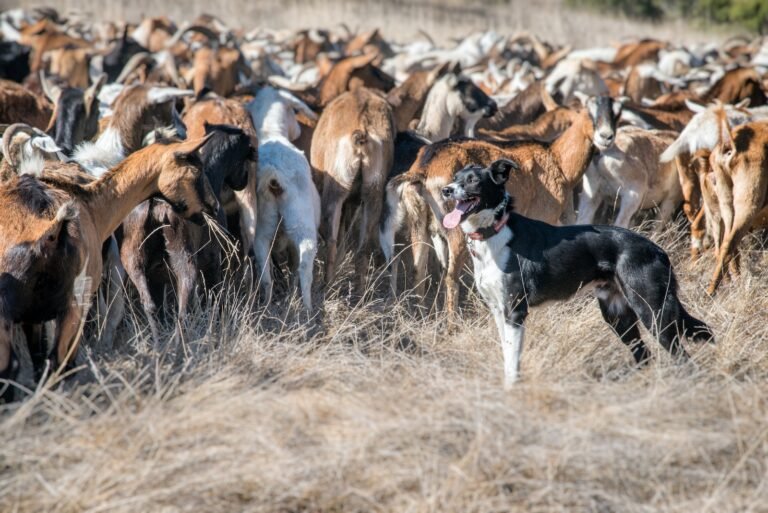Training Your Border Collie to Herd Like a Pro: The Complete 10-Step Guide