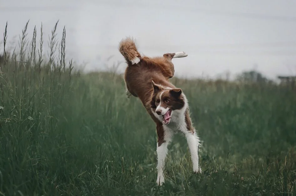 Adopting A Border Collie