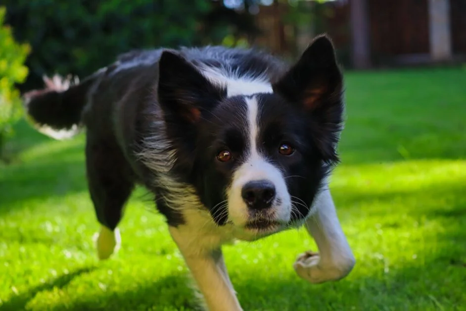 aggressive border collie