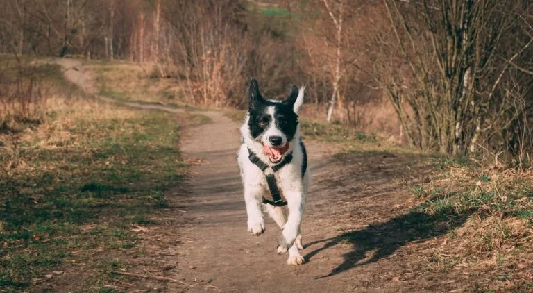 border collie exercise needs