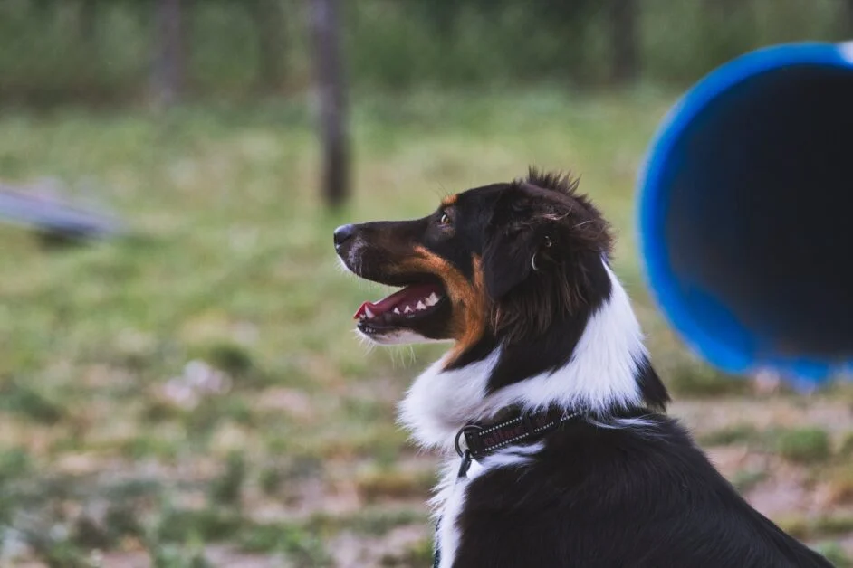 Training a Border Collie For Agility