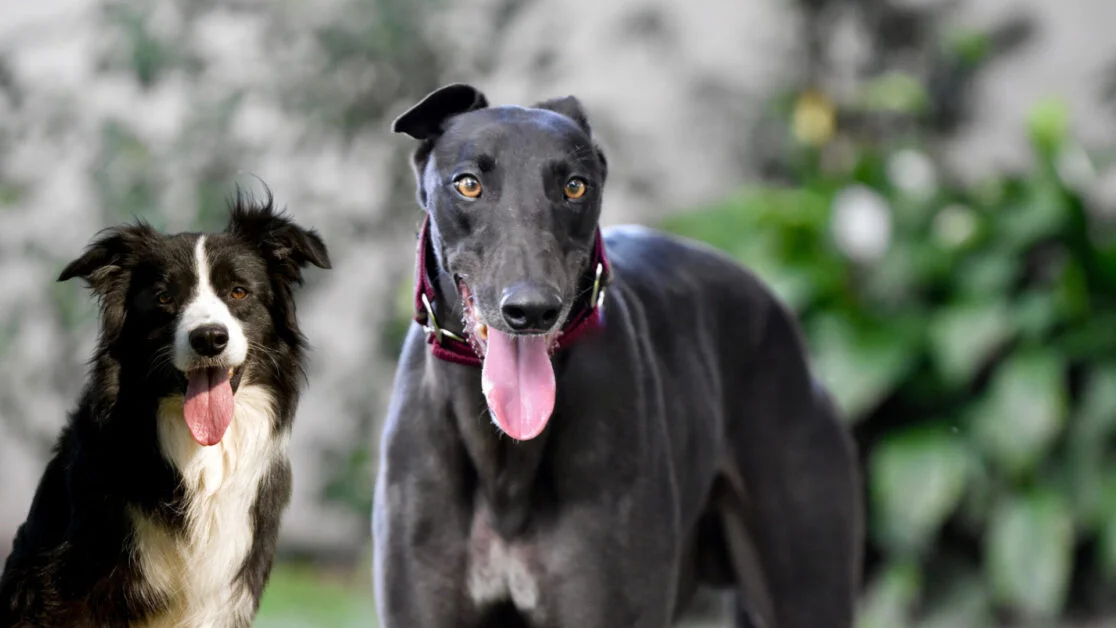 BORDER COLLIE GREYHOUND MIX