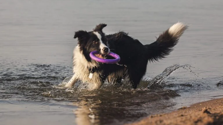 Do Border Collies Like Water? 5 Astonishing Insights You Must Discover!