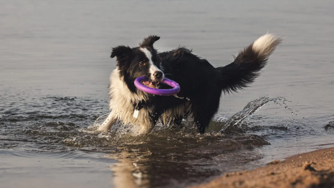 Do Border Collies like water