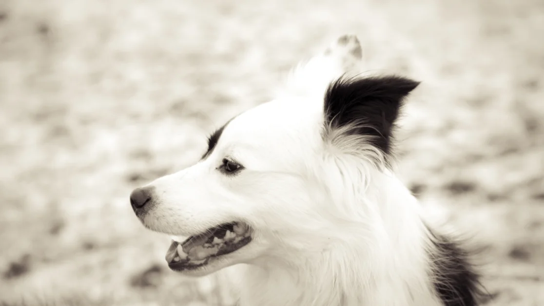 Husky Border Collie