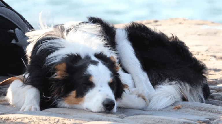 Life Expectancy for Border Collies