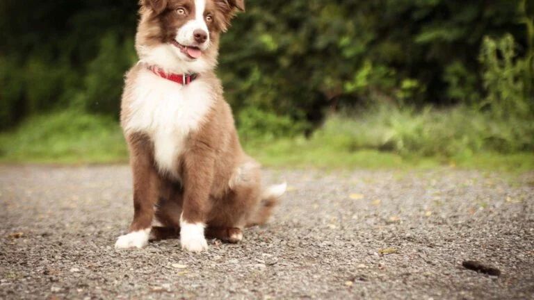 Red Border Collie Puppies: Exploring Their Top 15 Unique Characteristics