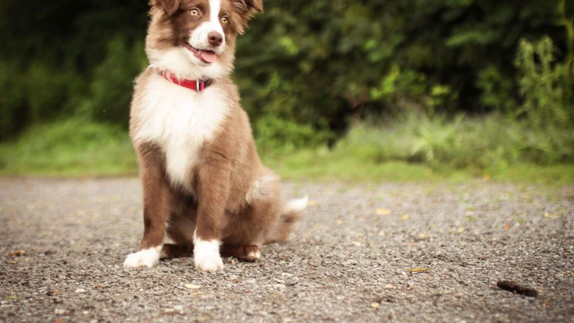 Red Border Collie Puppies