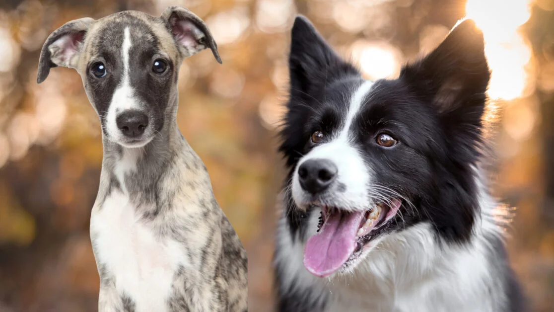 Whippet Border Collie Mix