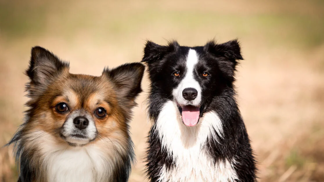 chihuahua border collie mix