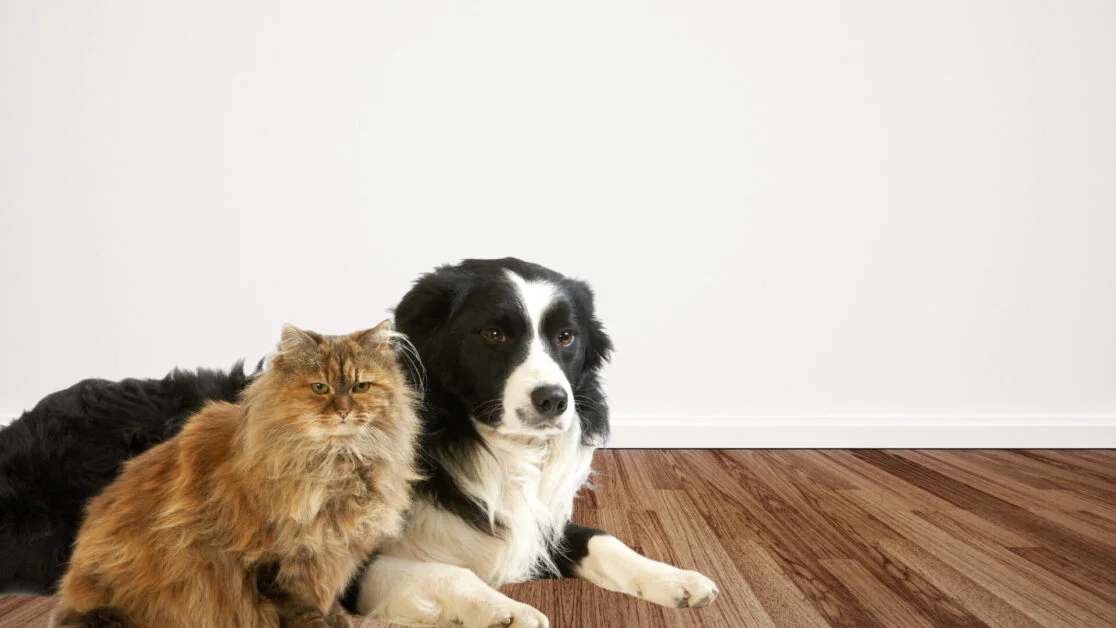 Do border collies get along with cats