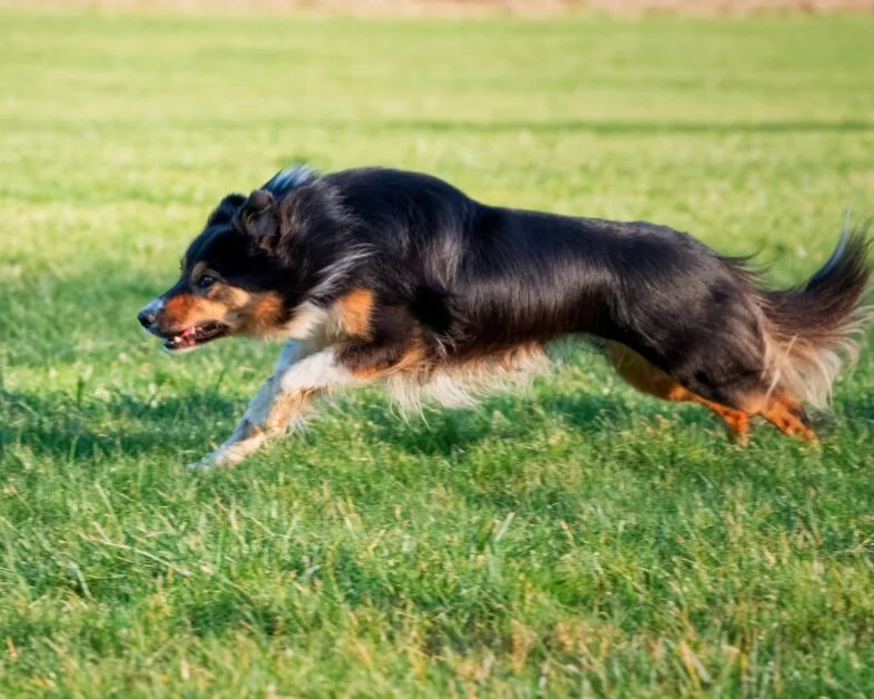 Border Collie Aggression