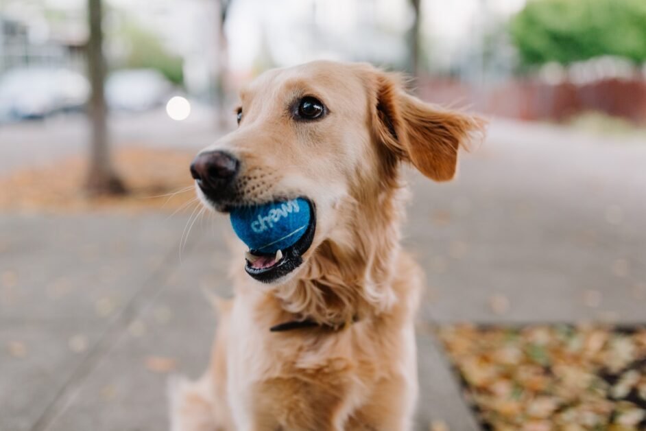 golden retriever puppy with blue ball on mouth