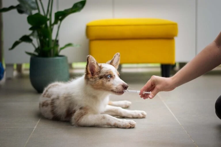 How To Adopt a Border Collie: 15 Amazing Tips To Find the Perfect Match