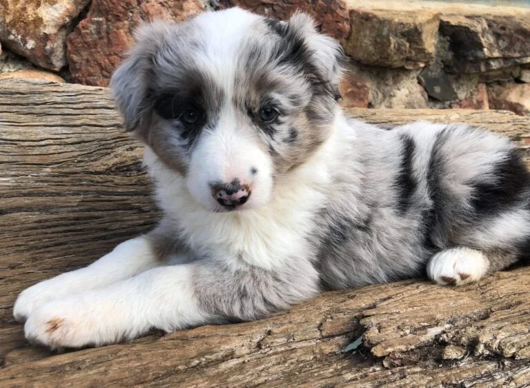 Border Collie Puppy Training 101: A Comprehensive Beginner’s Guide