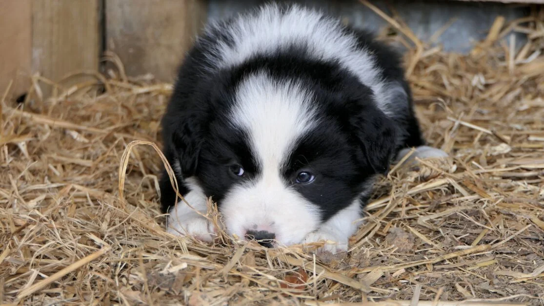 adopting a border collie puppy