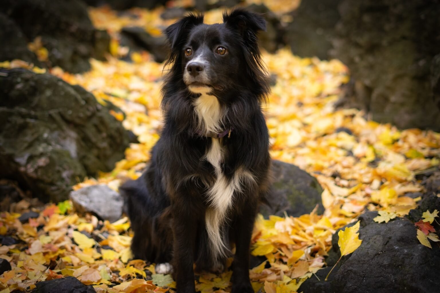 How To Train A Border Collie: Top 10 Essential Commands And Techniques ...