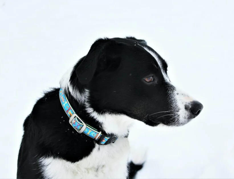 Border Collie short hair