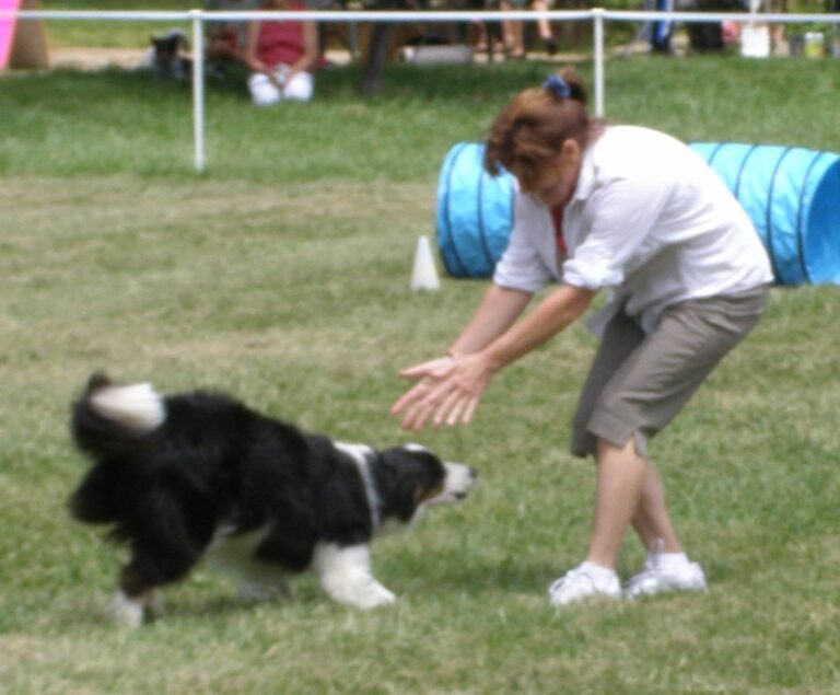 Can First-Time Dog Owners Handle Border Collies?