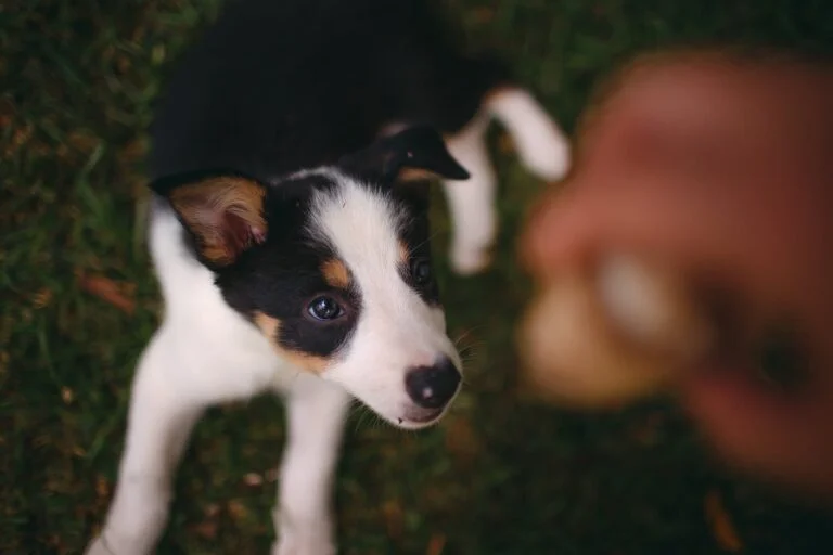 Border Collie Puppy Care