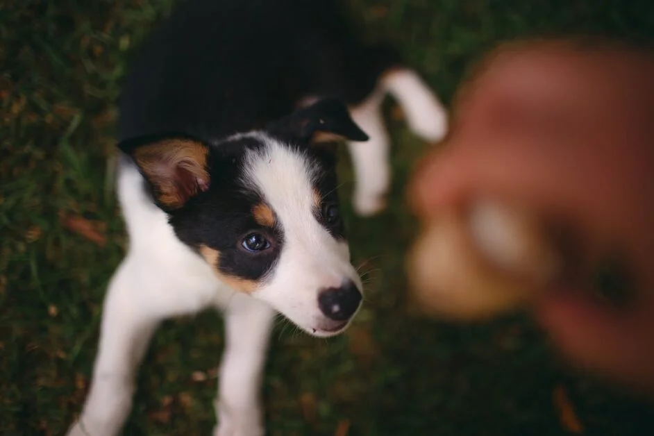 Border Collie Puppy Care