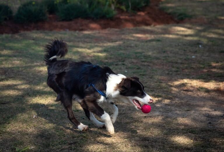 Mastering Border Collie Obedience Training