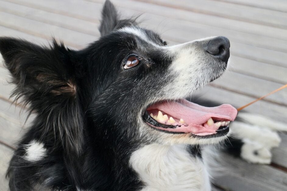 Are Border Collie Good Dogs