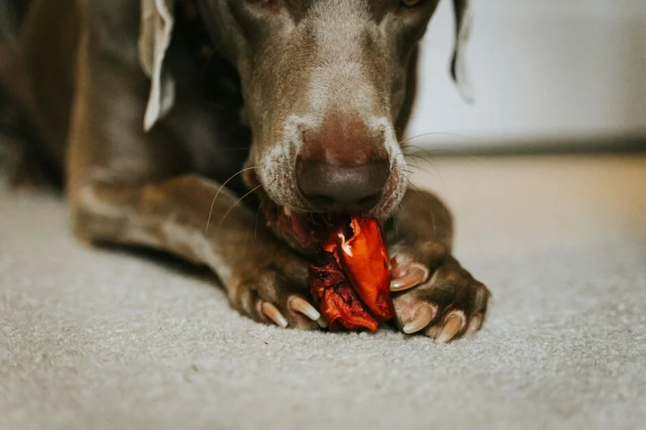 Border Collie Diet Plan